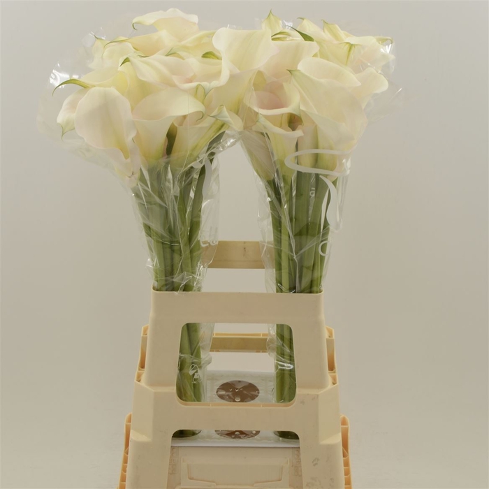 <h4>Calla Ventura Blush</h4>