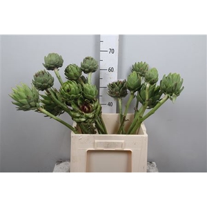 Cynara Sc Green Glob