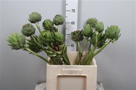 <h4>Cynara Sc Green Glob</h4>