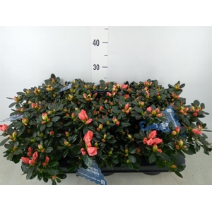 Rhododendron sim. 'Hor Chris Matto'