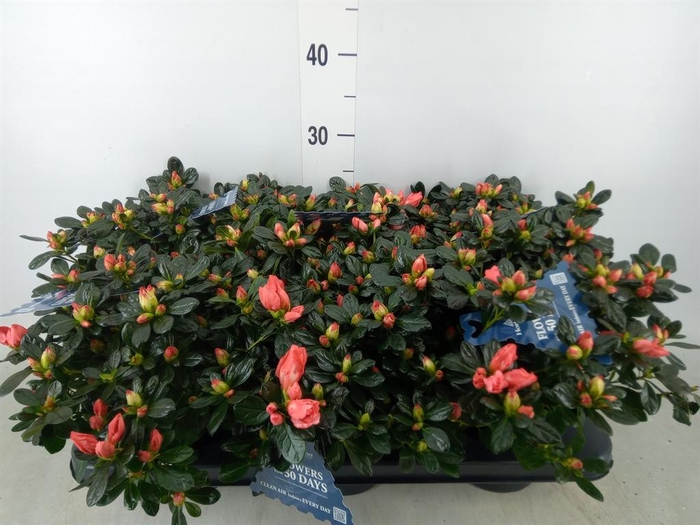 <h4>Rhododendron sim. 'Hor Chris Matto'</h4>