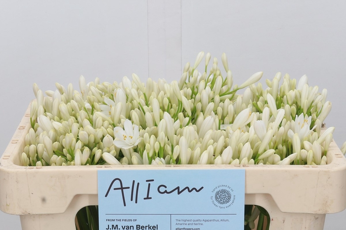 <h4>Agapanthus EYFORI White</h4>