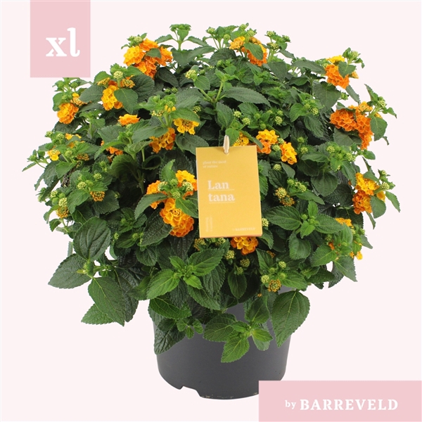 <h4>Lantana Oker struik</h4>