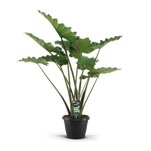 Alocasia Portadora