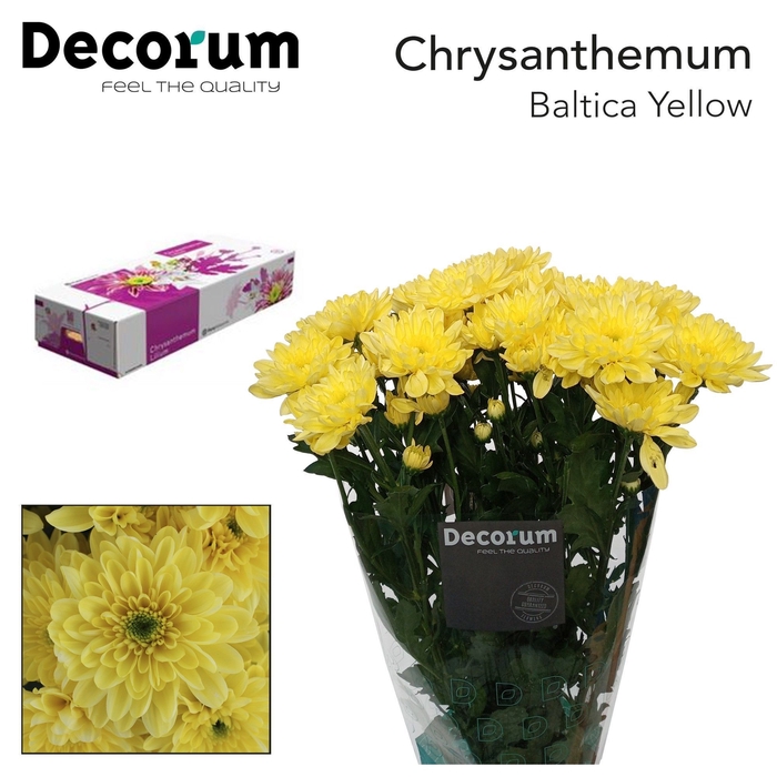 <h4>CHR T BALTICA YELLOW DECORUM</h4>