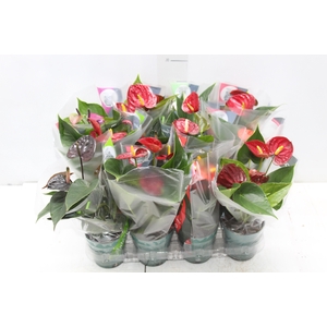 ANTHURIUM VARIADO P09