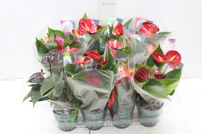<h4>ANTHURIUM VARIADO P09</h4>