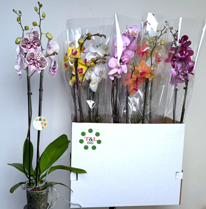 <h4>PHAL GEM 8 KL</h4>