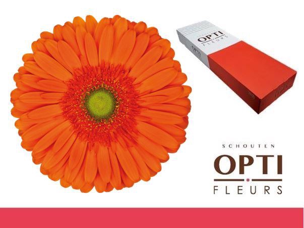 <h4>Gerbera Atlanta</h4>