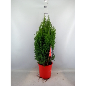 Juniperus chinensis 'Stricta'