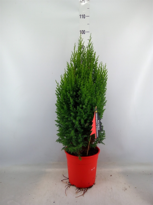 <h4>Juniperus chinensis 'Stricta'</h4>