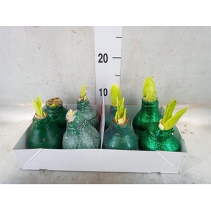 Hippeastrum   ...waxed