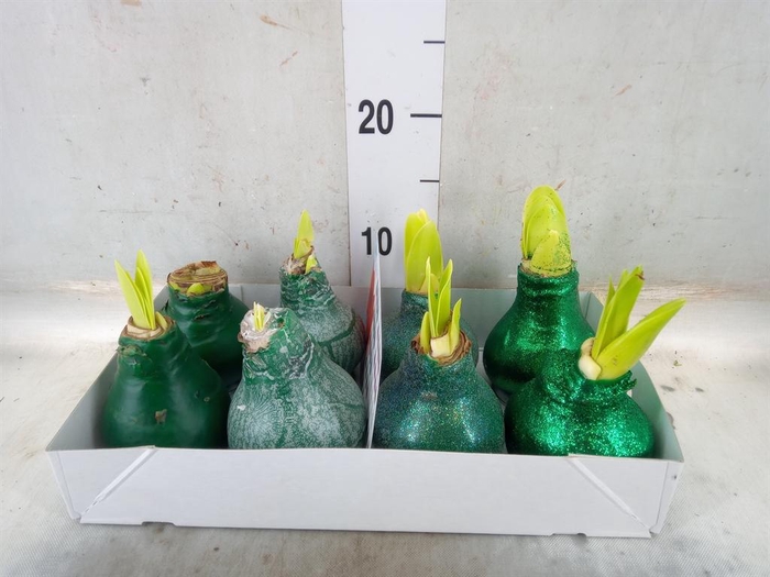 <h4>Hippeastrum   ...waxed</h4>