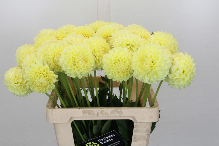 <h4>Dahlia Banana Baby</h4>