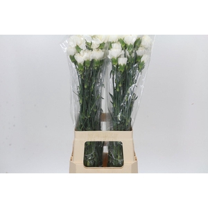 Dianthus St Moonlight