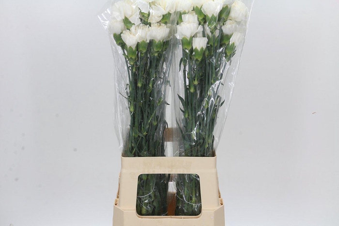 Dianthus St Moonlight