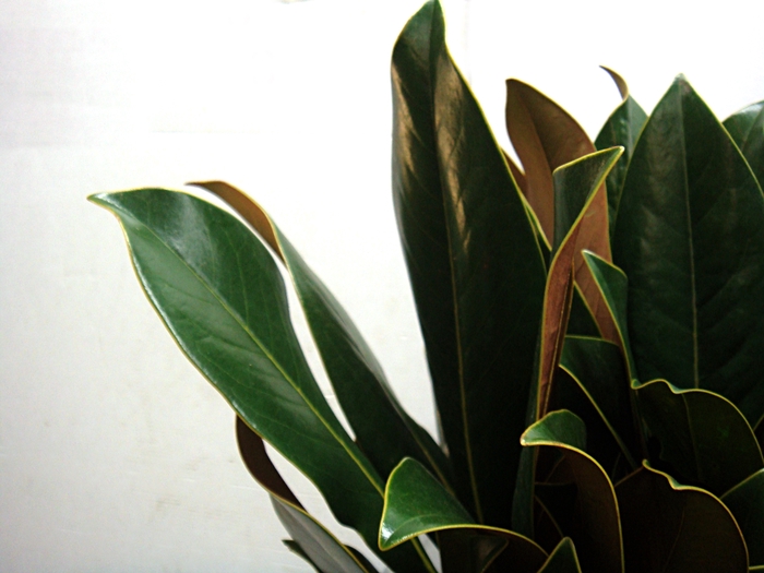 MAGNOLIA 400
