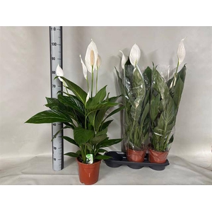 Spathiphyllum Bingo Cupido 19Ø 80cm 3fl