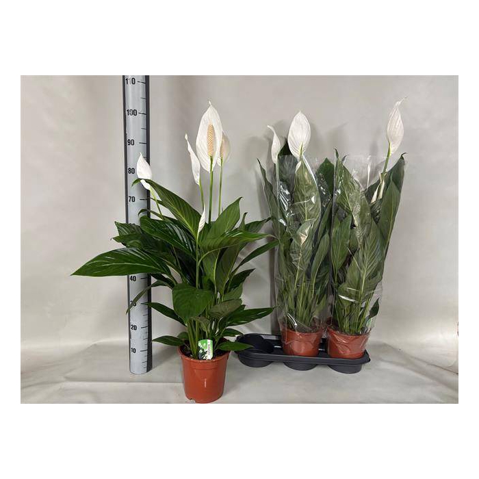 <h4>Spathiphyllum Bingo Cupido 19Ø 80cm 3fl</h4>