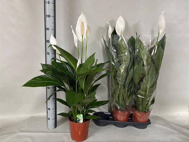 Spathiphyllum Bingo Cupido 19Ø 80cm 3fl