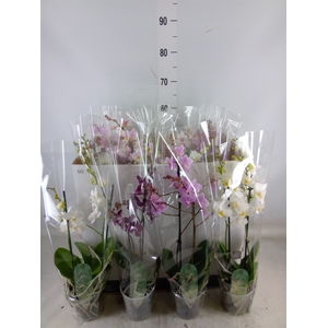 Phalaenopsis multi.   ...mix  6