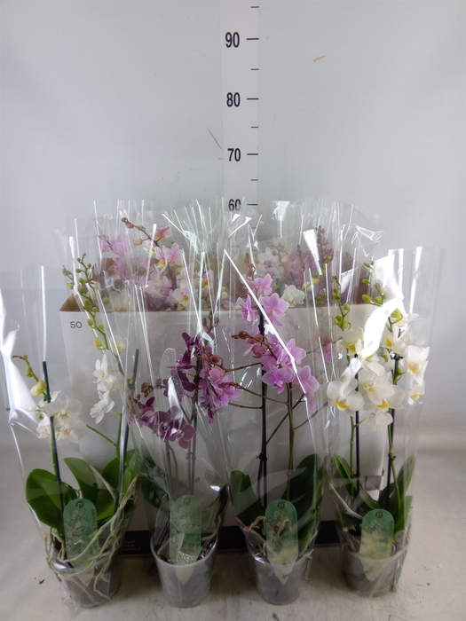 <h4>Phalaenopsis multi.   ...mix  6</h4>