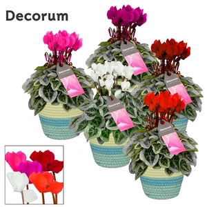 Cyclamen SS Picasso mix in Valerie Decorum