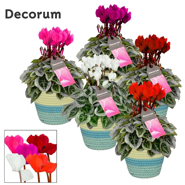 <h4>Cyclamen SS Picasso mix in Valerie Decorum</h4>