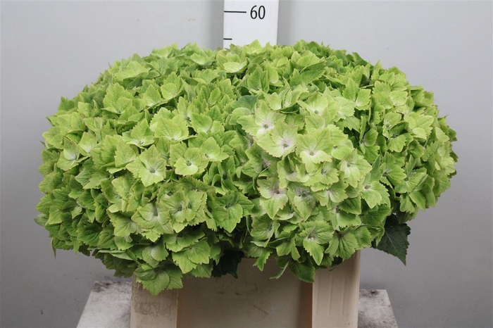 <h4>Hydr M Mag Noblesse</h4>