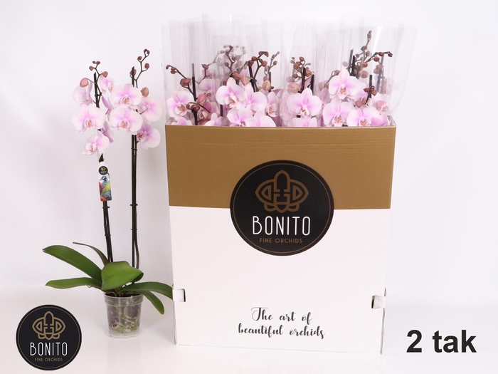 <h4>PHAL OV ROZE</h4>