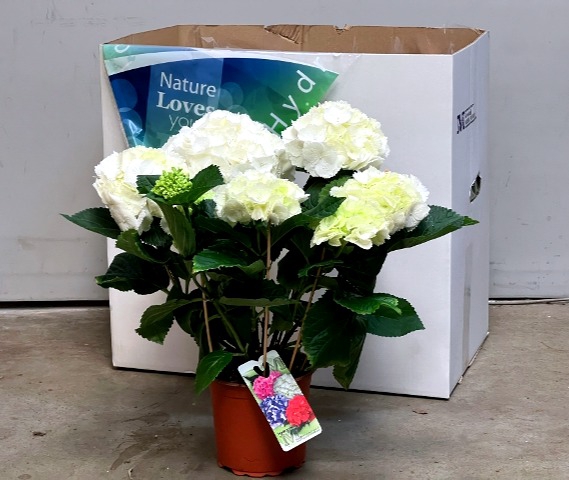 Hortensja Biała 15Ø 40cm 7-8 fl