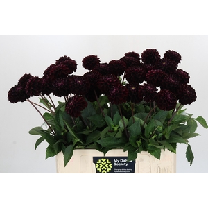 Dahlia Dark Prince
