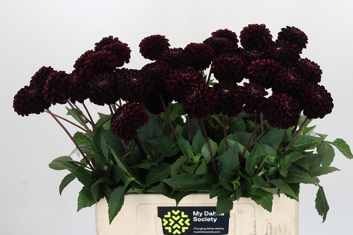 Dahlia Dark Prince