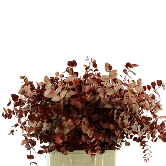 <h4>Cinerea Geverfd</h4>