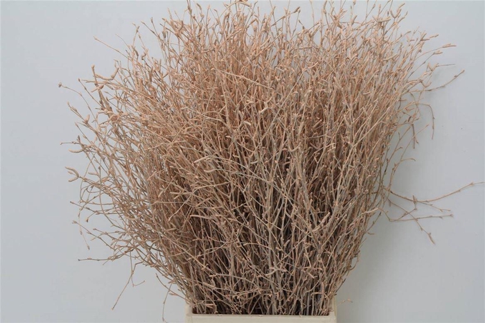 <h4>Berk Salmon (p. Bos)</h4>