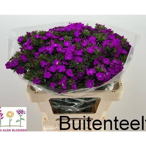 Di Barbatus Neon Purple Alem