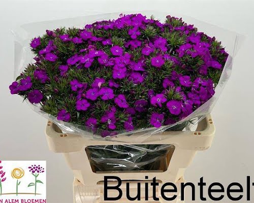 <h4>Di Barbatus Neon Purple Alem</h4>