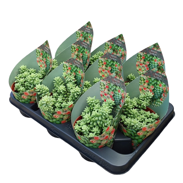 <h4>SEDUM BURRITUM - POT Ø 10,5 WITH POTCOVER (SUCCULENTEN)</h4>