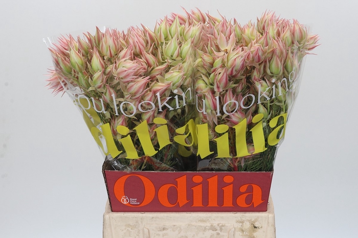 <h4>Blushing Bride Pink 10+ Flowers</h4>