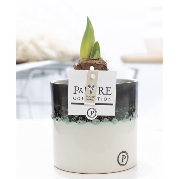 <h4>Hippeastrum white in P&PURE Illusion cer.perfectly imperfectable</h4>