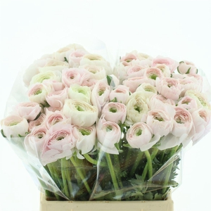 Ran Su Hanoi Light Pink Extra