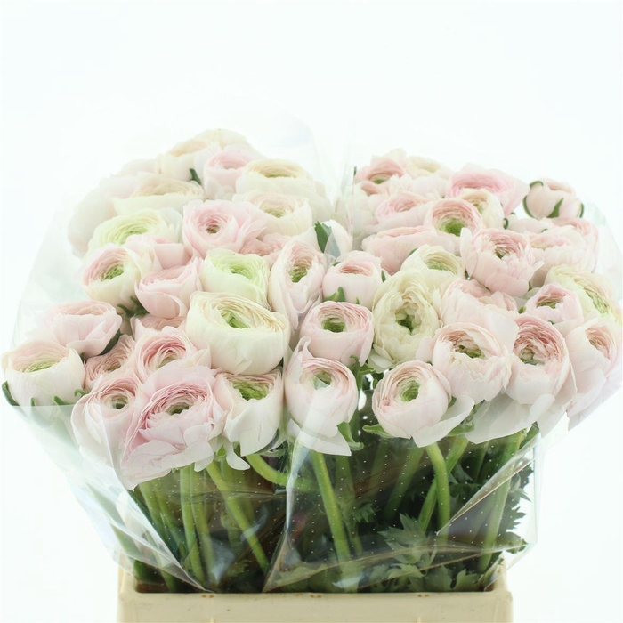 <h4>Ran Su Hanoi Light Pink Extra</h4>