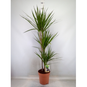 Dracaena marg.