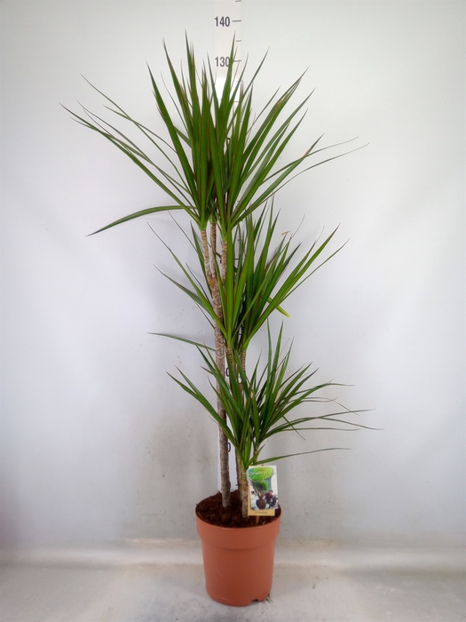 <h4>Dracaena marg.</h4>