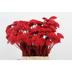 DF Achillea Paint Bs Red