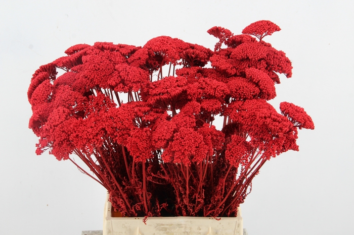 <h4>DF Achillea Paint Bs Red</h4>