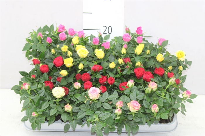 <h4>Rosa Kordana Gemengd Mini</h4>