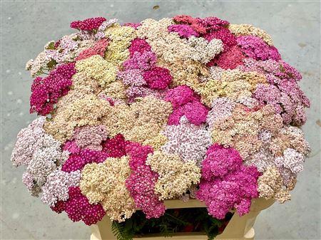<h4>Achillea M Pastel Mix 70cm</h4>