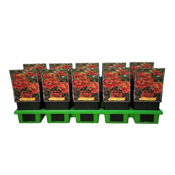 <h4>Helenium 'Red Army' P11</h4>