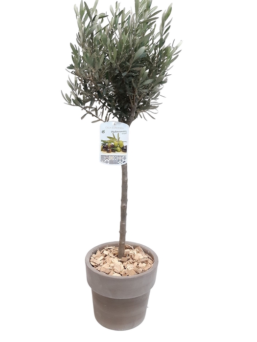 <h4>Arr.   Tuinplanten H%</h4>